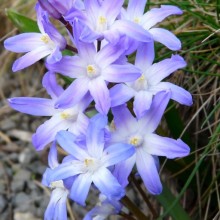 Chionodoxa forbesii