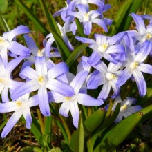 Chionodoxa forbesii