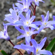Chionodoxa forbesii