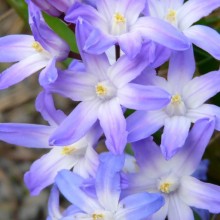 Chionodoxa forbesii