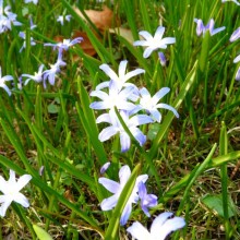 Chionodoxa luciliae