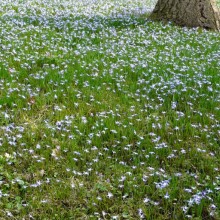 Chionodoxa luciliae