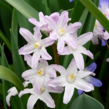Chionodoxa forbesii 'Pink Giant'