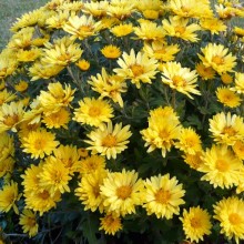 Chrysanthemum