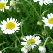 Anthemis nobilis