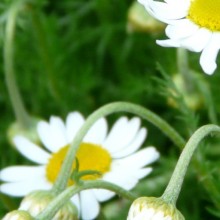 Anthemis nobilis