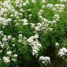 Iberis sempervirens