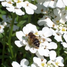 Iberis sempervirens