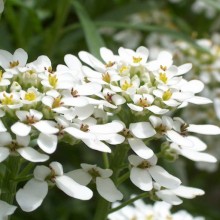 Iberis sempervirens