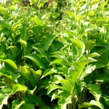 Inula helenium