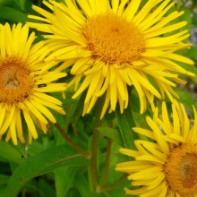 Inula salicina