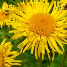 Inula salicina