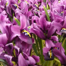 Iris reticulata