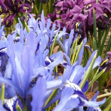 Iris reticulata