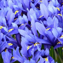 Iris reticulata