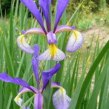 Iris spuria 'Dorothy Foster'