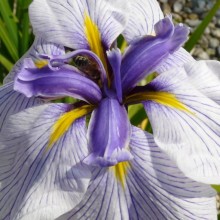 Iris ensata 'Pin Stripe'