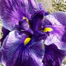 Iris ensata 'Wine Ruffles'