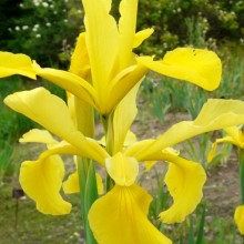 Iris spuria 'Sunny Day'