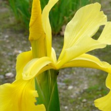 Iris spuria 'Sunny Day'