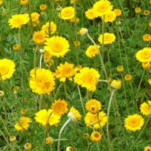 Anthemis tinctoria