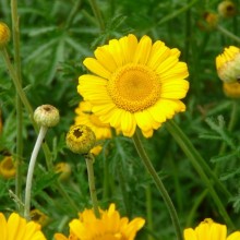 Anthemis tinctoria