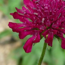 Knautia macedonica