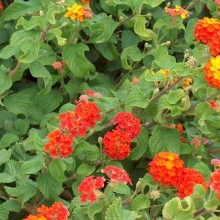 Lantana camara