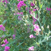 Lathyrus latifolius