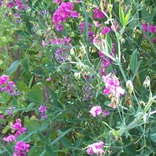 Lathyrus latifolius