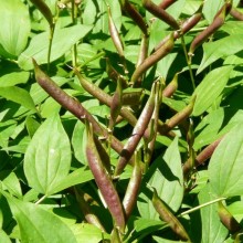 Lathyrus vernus