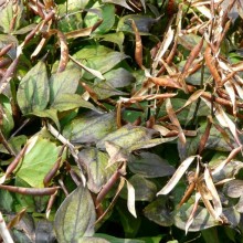 Lathyrus vernus | otevřené lusky