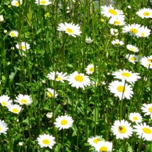 Leucanthemum vulgare