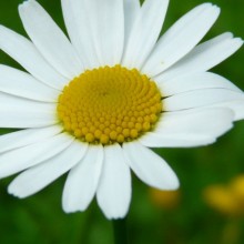 Leucanthemum vulgare