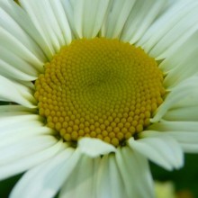 Leucanthemum vulgare