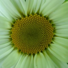 Leucanthemum vulgare