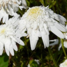 Leucanthemum vulgare 'Česká píseň'