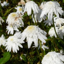 Leucanthemum vulgare 'Česká píseň'