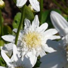 Leucanthemum vulgare 'Česká píseň'