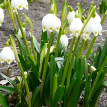 Leucojum vernum