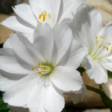 Lewisia hybr.