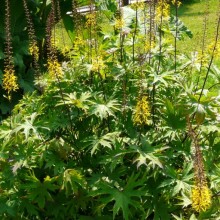 Ligularia przewalskii