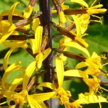 Ligularia przewalskii