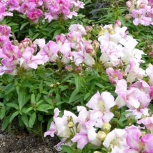 Antirrhinum majus 'Lavander Bells'