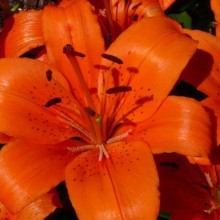 Lilium hybr.