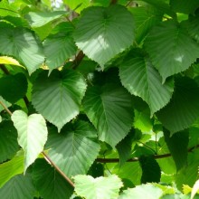 Davidia involucrata vilmoriniana