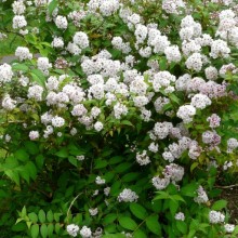 Deutzia hookeriana 'Compacta'