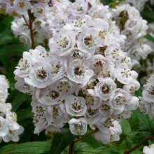 Deutzia hookeriana 'Compacta'