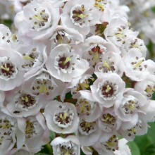 Deutzia hookeriana 'Compacta'