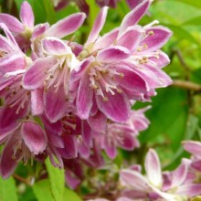 Deutzia hybr. 'Perle Rose'